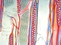 Tangential section